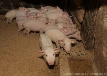 Emiratos Árabes Unidos: una nueva oportunidad de mercado para la industria cárnica tras la aprobación del CEPA.