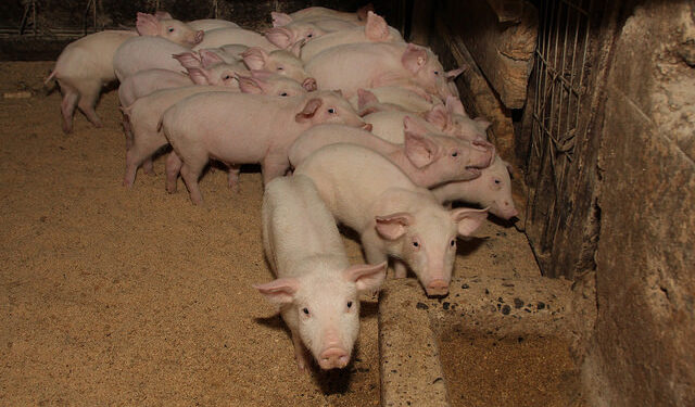 Emiratos Árabes Unidos: una nueva oportunidad de mercado para la industria cárnica tras la aprobación del CEPA.