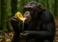 Chimpancés ingieren hasta dos botellas de alcohol de manera natural.