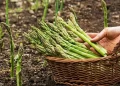 Descubre el origen del “espárrago” y su actualidad como uno de los productos más valorados.
