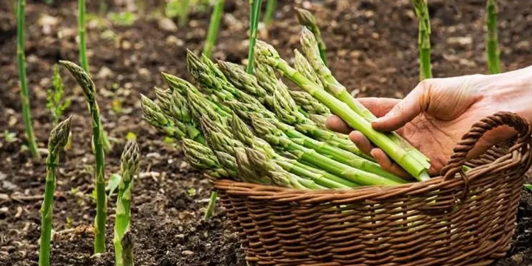 Descubre el origen del “espárrago” y su actualidad como uno de los productos más valorados.