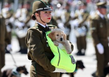 Pequeños protectores: los cachorros de Carabineros conmovieron al público en la Parada Militar.