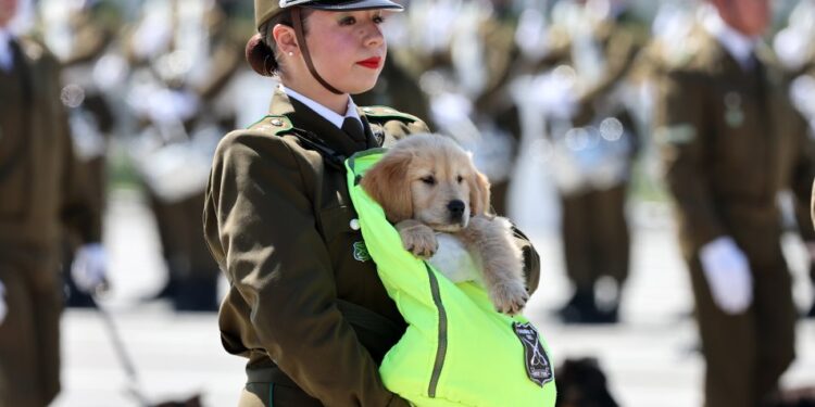 Pequeños protectores: los cachorros de Carabineros conmovieron al público en la Parada Militar.