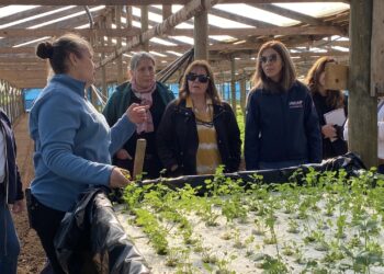 Usuarias de INDAP impulsan sus proyectos con nuevos invernaderos.