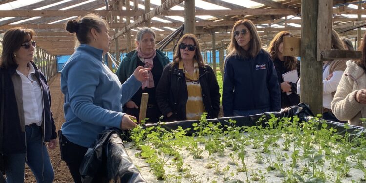 Usuarias de INDAP impulsan sus proyectos con nuevos invernaderos.