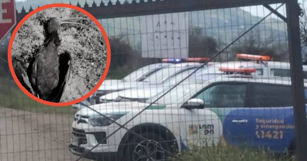 Efecto dieciochero: Humedal de Batuco tuvo que cerrar por la tremenda cantidad de basura y aves afectadas por hilo curado.