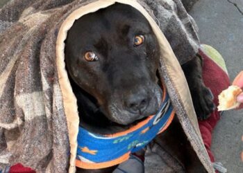 Indignación en Quilpué: Terrible asesinato de un «perrito» comunitario del hospital a manos de un funcionario de la PDI.