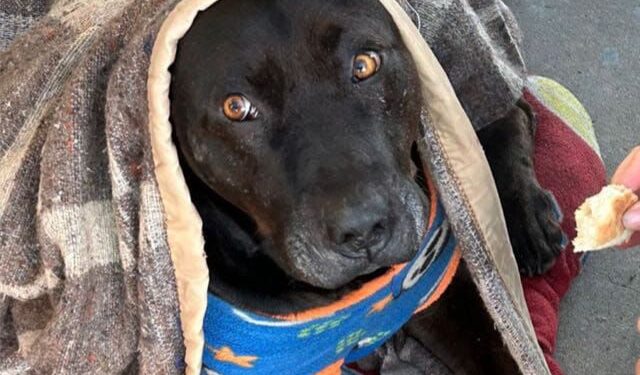 Indignación en Quilpué: Terrible asesinato de un «perrito» comunitario del hospital a manos de un funcionario de la PDI.