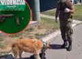 Perro de Carabineros halla droga y arma en pasajero de bus en Lampa.