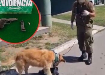 Perro de Carabineros halla droga y arma en pasajero de bus en Lampa.