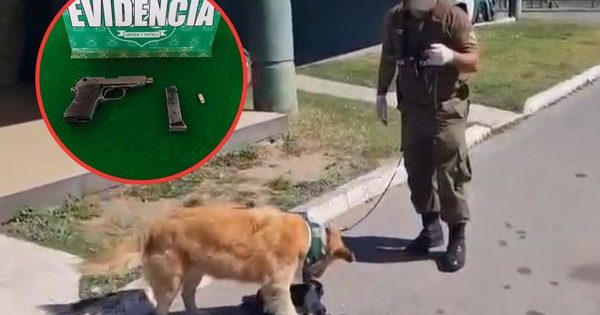 Perro de Carabineros halla droga y arma en pasajero de bus en Lampa.