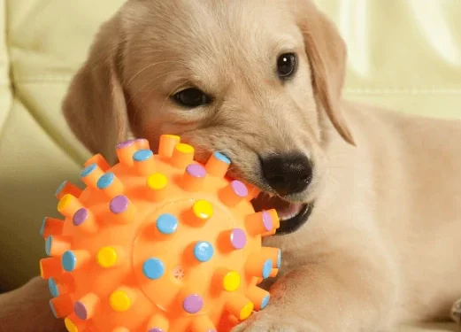 Científicos hallan en los perros una habilidad que se creía exclusiva de los humanos.