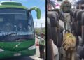 Lampa: perro de Carabineros halla más de 6 kilos de cocaína en un bus interurbano.