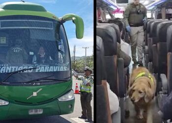 Lampa: perro de Carabineros halla más de 6 kilos de cocaína en un bus interurbano.