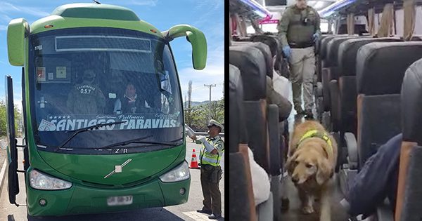 Lampa: perro de Carabineros halla más de 6 kilos de cocaína en un bus interurbano.