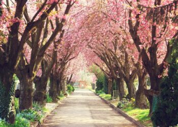 Chile recibe la primavera 2025: colores, aromas y nuevas actividades al aire libre.