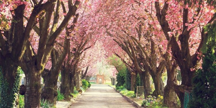 Chile recibe la primavera 2025: colores, aromas y nuevas actividades al aire libre.