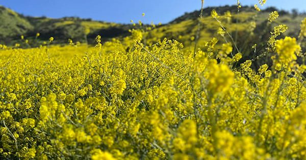 ¡Chao invierno! Entérate cuándo y a qué hora comenzará la primavera.