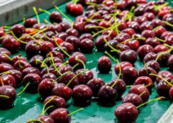 El arancel del 10% impuesto por Trump provoca incertidumbre entre los exportadores nacionales de frutas de verano.