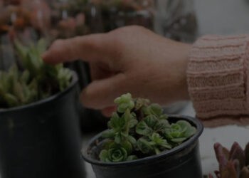 Primera Feria de Jardinería en el Pueblito Las Vizcachas
