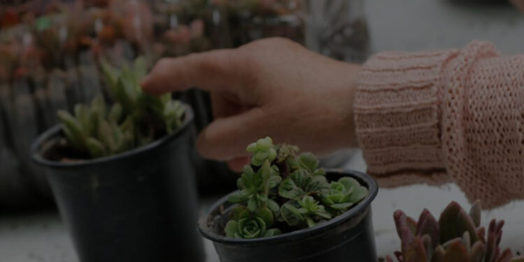 Primera Feria de Jardinería en el Pueblito Las Vizcachas