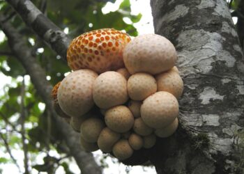 UCSC utiliza espectroscopía infrarroja para investigar macrohongos.