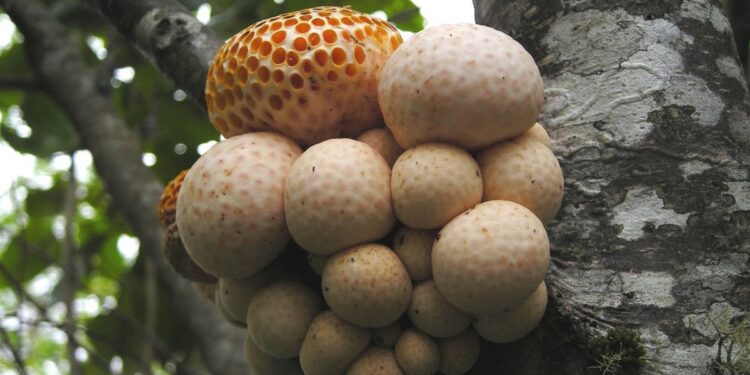 UCSC utiliza espectroscopía infrarroja para investigar macrohongos.