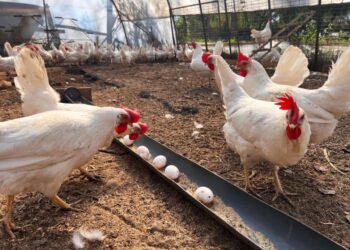 U. de Chile y Veterquímica están indagando en cómo potenciar la producción de huevos.