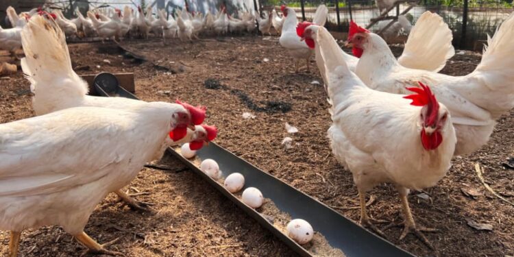 U. de Chile y Veterquímica están indagando en cómo potenciar la producción de huevos.