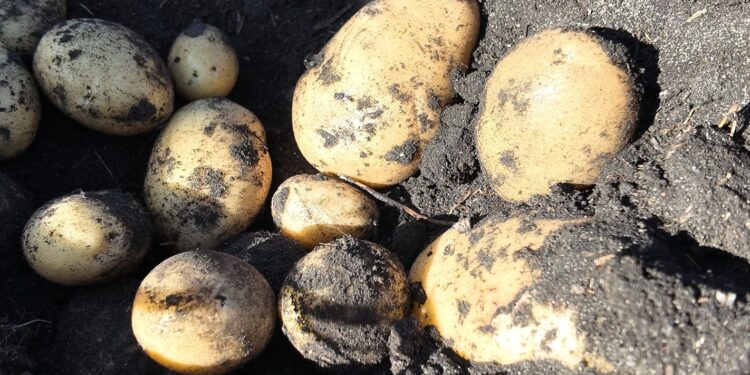 Expertos del INIA advierten sobre el peligro de hongos en los cultivos.