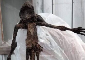 Descubren inusual criatura en Los Ríos: SAG confirma la especie, aunque sigue en investigación.