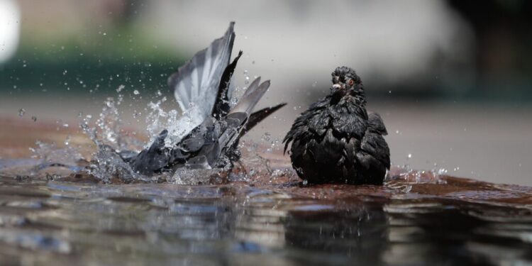 Las lluvias se alejan y las temperaturas incrementarán en Los Ángeles y en el resto de la Provincia del Biobío.