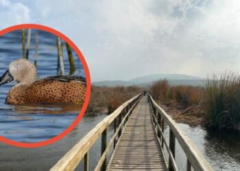 Humedal de Batuco: Gobierno avanza en la protección de la biodiversidad y le da prioridad a este ecosistema.