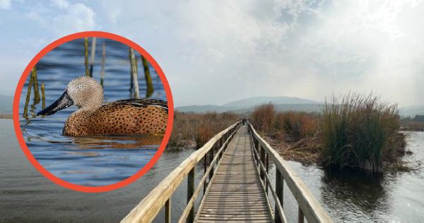 Humedal de Batuco: Gobierno avanza en la protección de la biodiversidad y le da prioridad a este ecosistema.