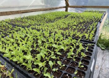 Jóvenes del Maule obtienen apoyo para sus proyectos emprendedores en el campo.