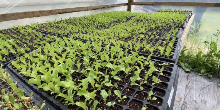 Jóvenes del Maule obtienen apoyo para sus proyectos emprendedores en el campo.