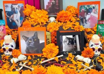 «Día de los Muertos» y la tradición que se arraigó en el Biobío y en todo Chile: la llegada de nuestras mascotas que han partido.