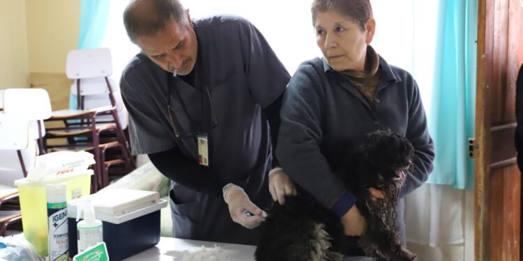 Más de 200 animales domésticos recibieron la vacuna contra la rabia en un operativo en Quilpué.