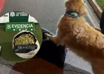 Detienen a sujeto en Cabrero con más de 1.300 dosis de droga en un autobús.