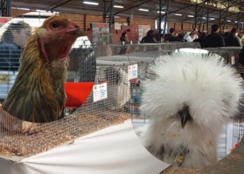Gran éxito fue la tercera «Expo Aves Brahmas» en Cabrero, con participantes que llegaron de diversas partes del país.