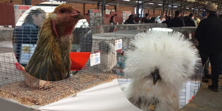 Gran éxito fue la tercera «Expo Aves Brahmas» en Cabrero, con participantes que llegaron de diversas partes del país.