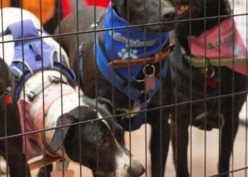 Casaideas impulsa la adopción responsable en Santiago y Curicó.