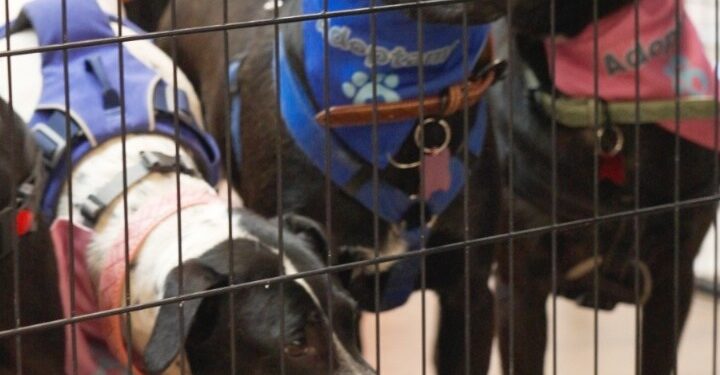 Casaideas impulsa la adopción responsable en Santiago y Curicó.