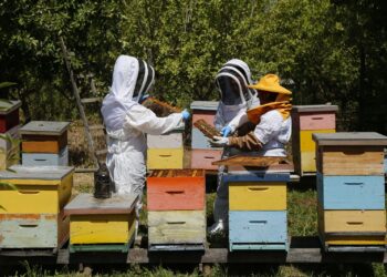 SAG convoca a los apicultores para que registren sus apiarios y colmenas en octubre.