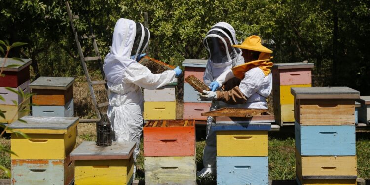 SAG convoca a los apicultores para que registren sus apiarios y colmenas en octubre.