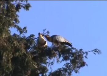 Poda de árboles y nidos de bandurrias – LAVOZDEPUCON