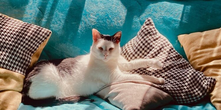 ¿Tu gato te tiene como su favorito? Aquí te mostramos las señales que lo demuestran.