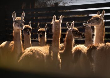 Proyecto busca repoblar el guanaco en la cordillera chilena.