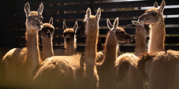 Proyecto busca repoblar el guanaco en la cordillera chilena.