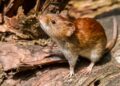 Hantavirus provoca la primera muerte del 2025 en el Maule: un arriero falleció tras infectarse en Teno.